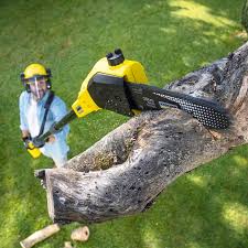 Best Lawn Renovation and Restoration  in Holiday Heights, NJ